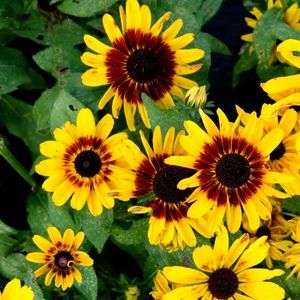 Meet your Posher, SallySue